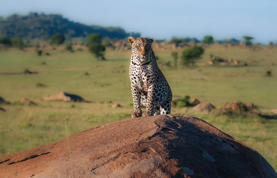 Leopard Serengeti Tanzania